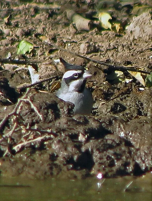 黑冠雀鹀(Lophospingus pusillus)