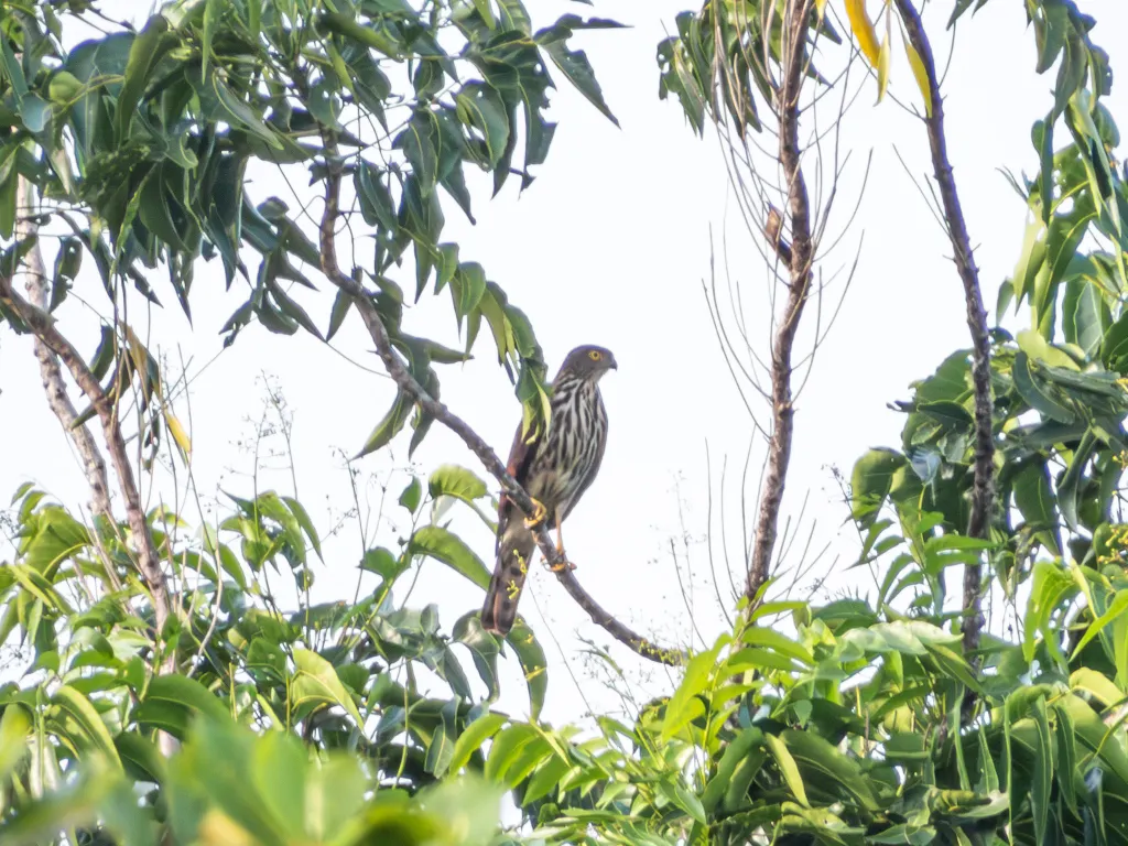 苏拉威西凤头鹰(Lophospiza griseiceps)