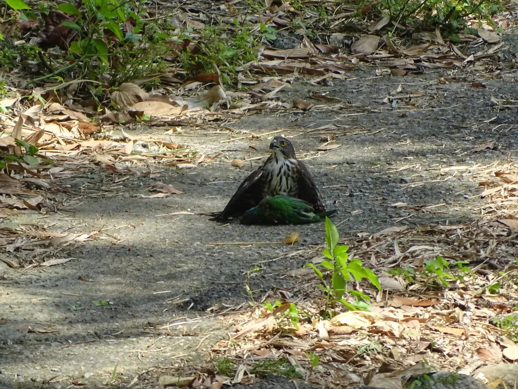凤头鹰(Lophospiza trivirgata)