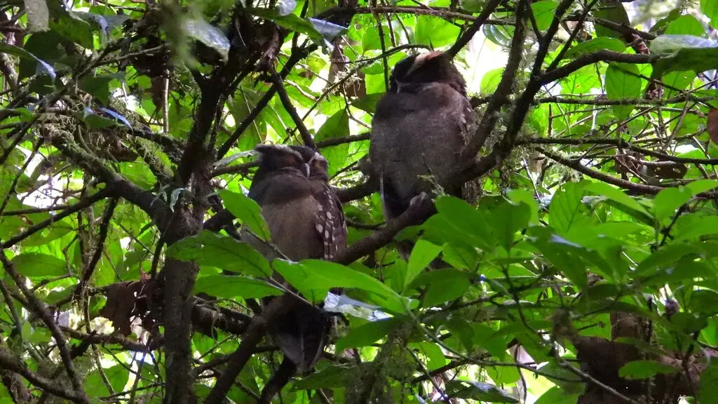 冠鸮(Lophostrix cristata)