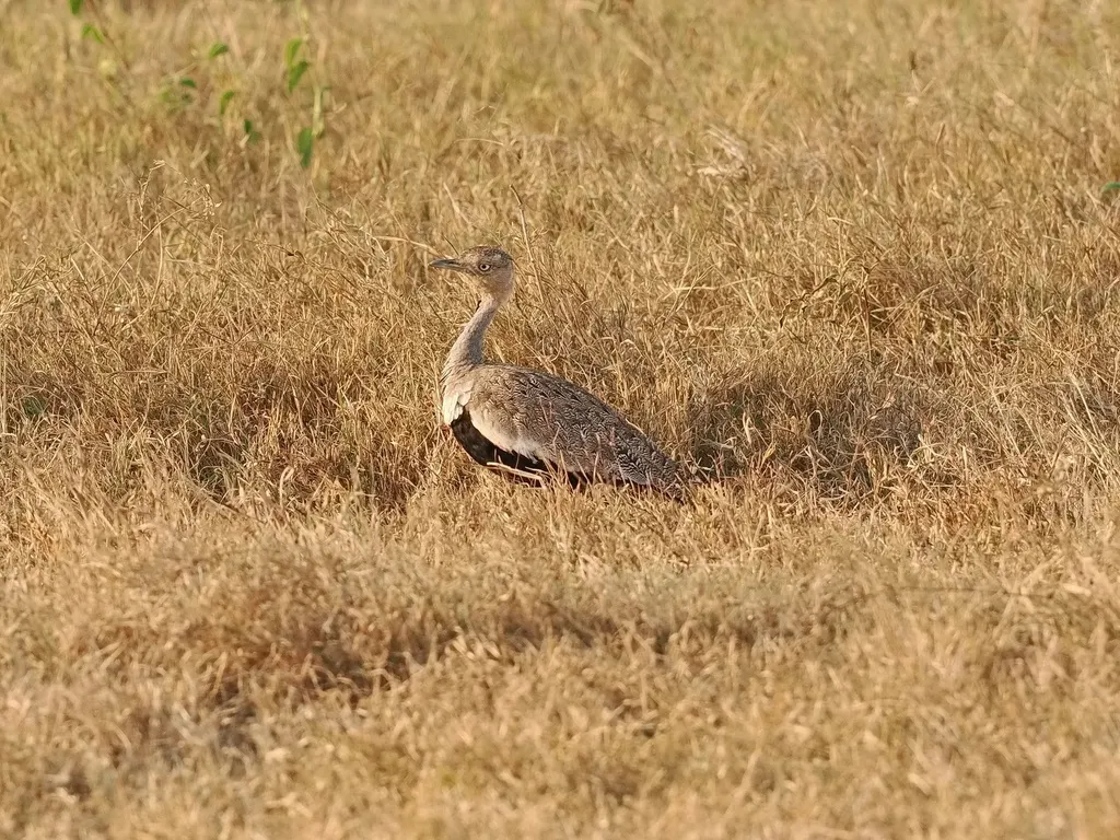 黄冠鸨（Lophotis gindiana）