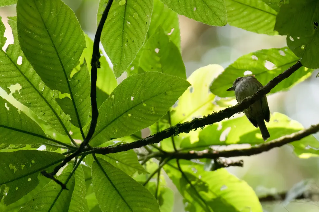 鳞冠侏霸鹟(Lophotriccus pileatus)