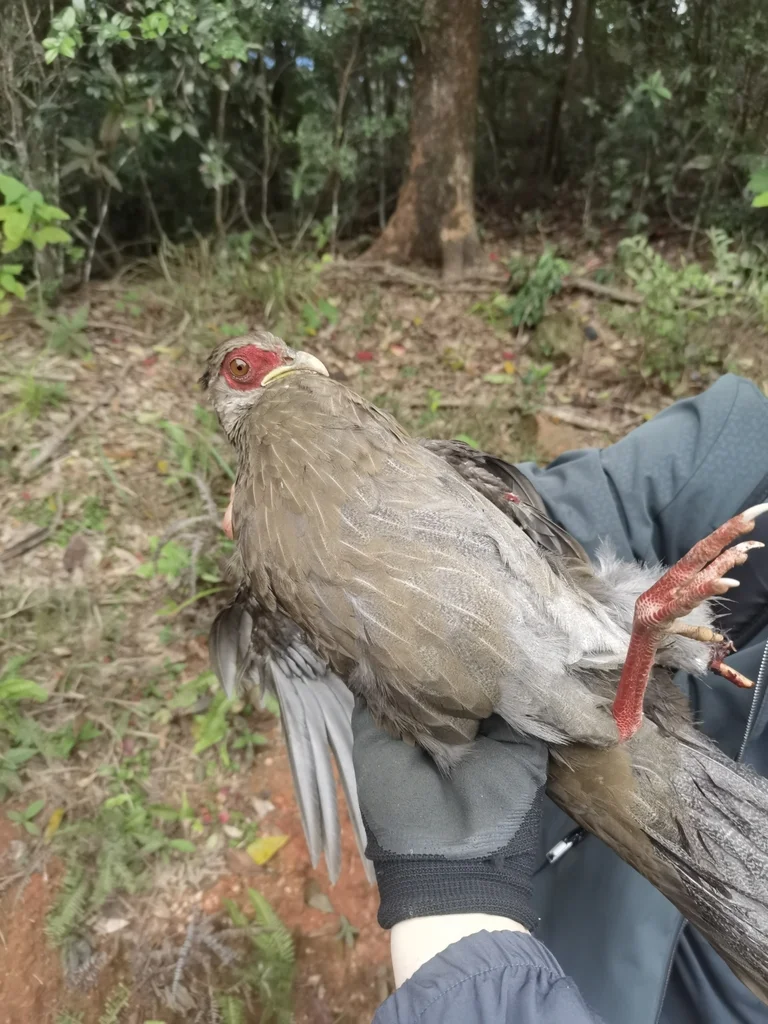 白鹇(Lophura nycthemera)