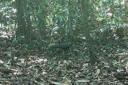 白鹇(Lophura nycthemera)
