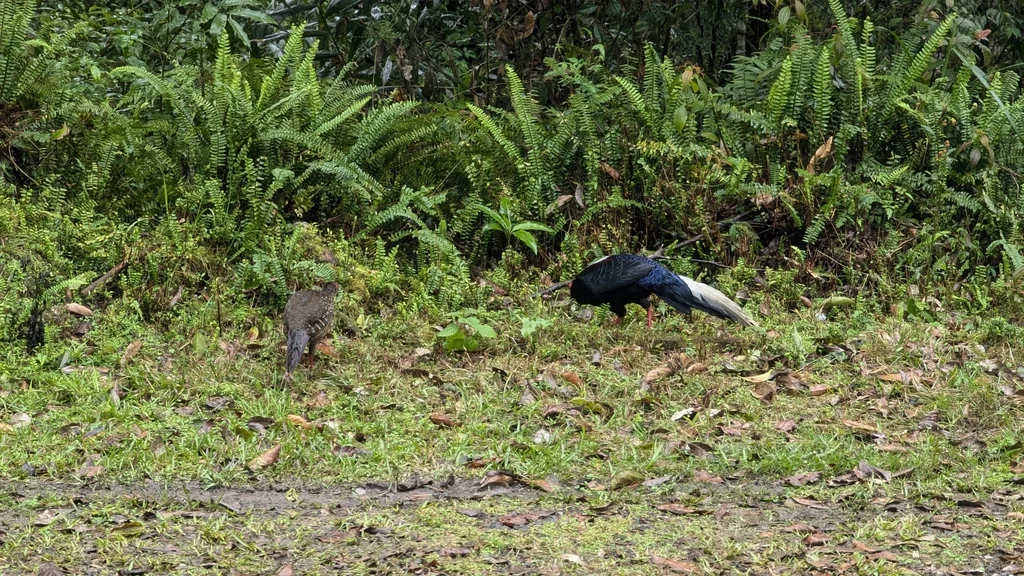 蓝腹鹇（Lophura swinhoii）