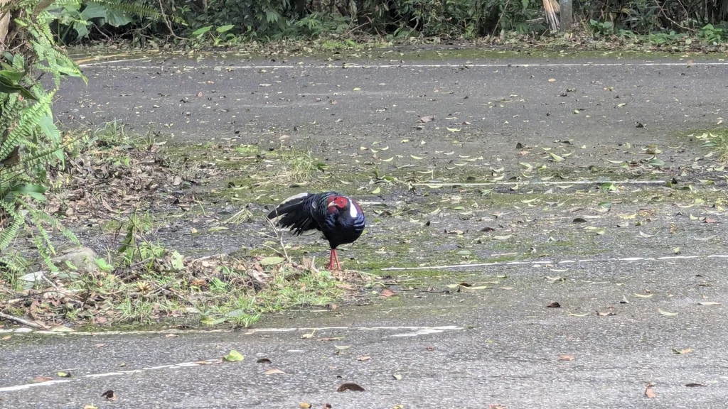 蓝腹鹇（Lophura swinhoii）