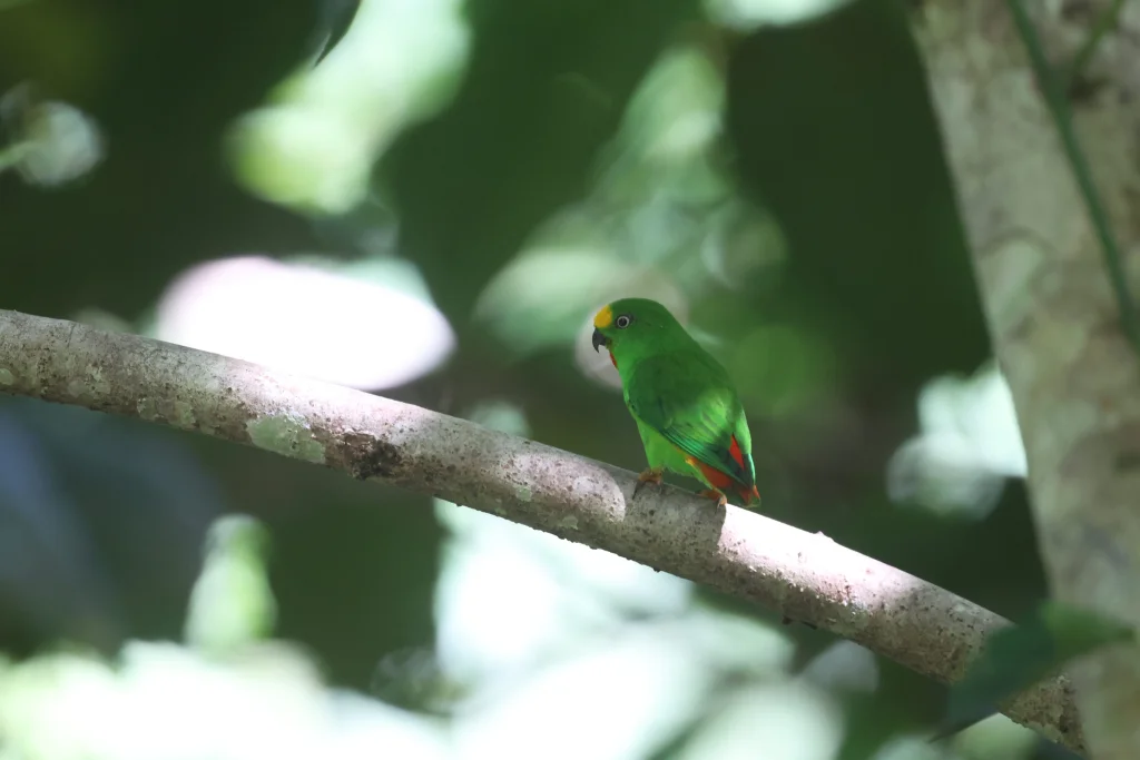 橙额短尾鹦鹉(Loriculus aurantiifrons)