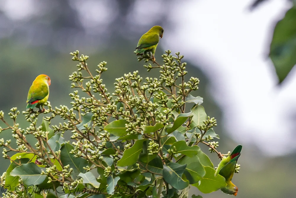 斯里兰卡短尾鹦鹉(Loriculus beryllinus)