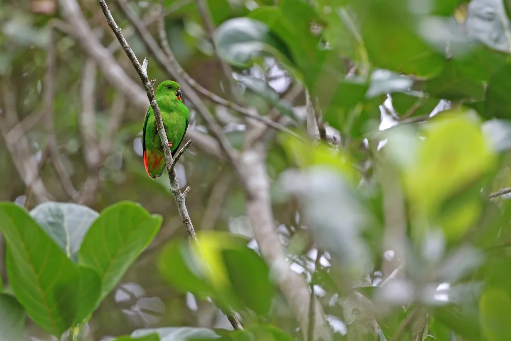 桑岛短尾鹦鹉(Loriculus catamene)