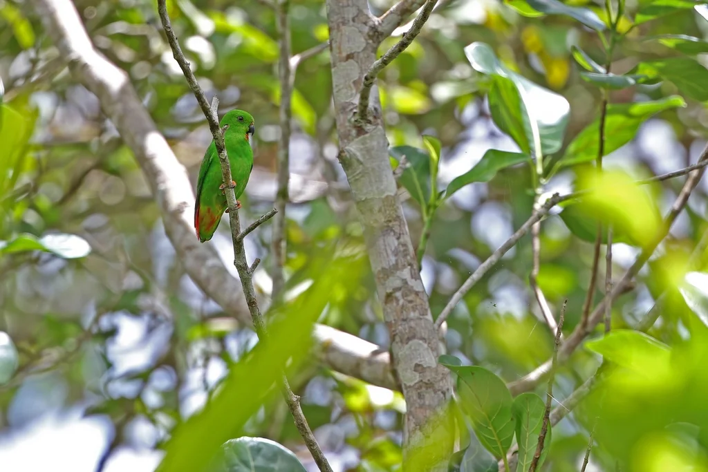 桑岛短尾鹦鹉(Loriculus catamene)