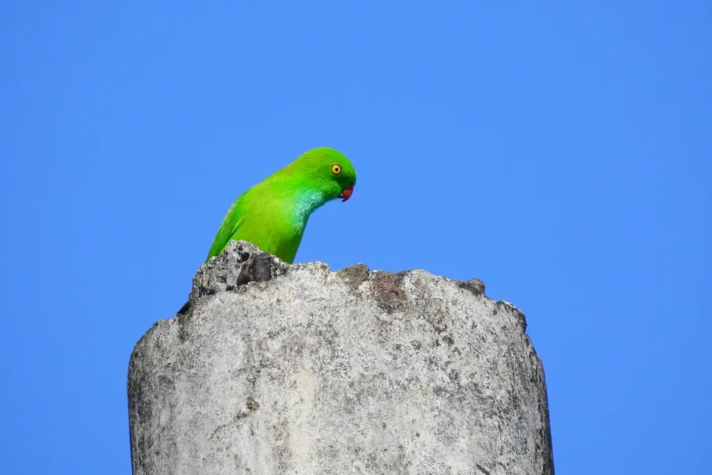 绿短尾鹦鹉(Loriculus exilis)