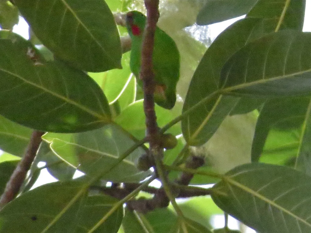 瓦氏短尾鹦鹉(Loriculus flosculus)
