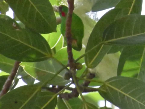 瓦氏短尾鹦鹉