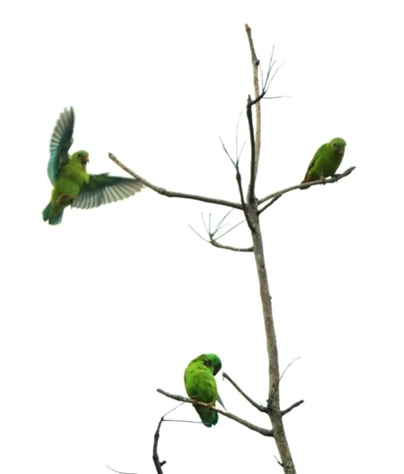 蓝顶短尾鹦鹉（Loriculus galgulus）