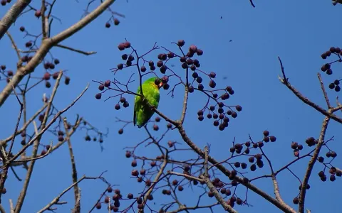 黄喉短尾鹦鹉