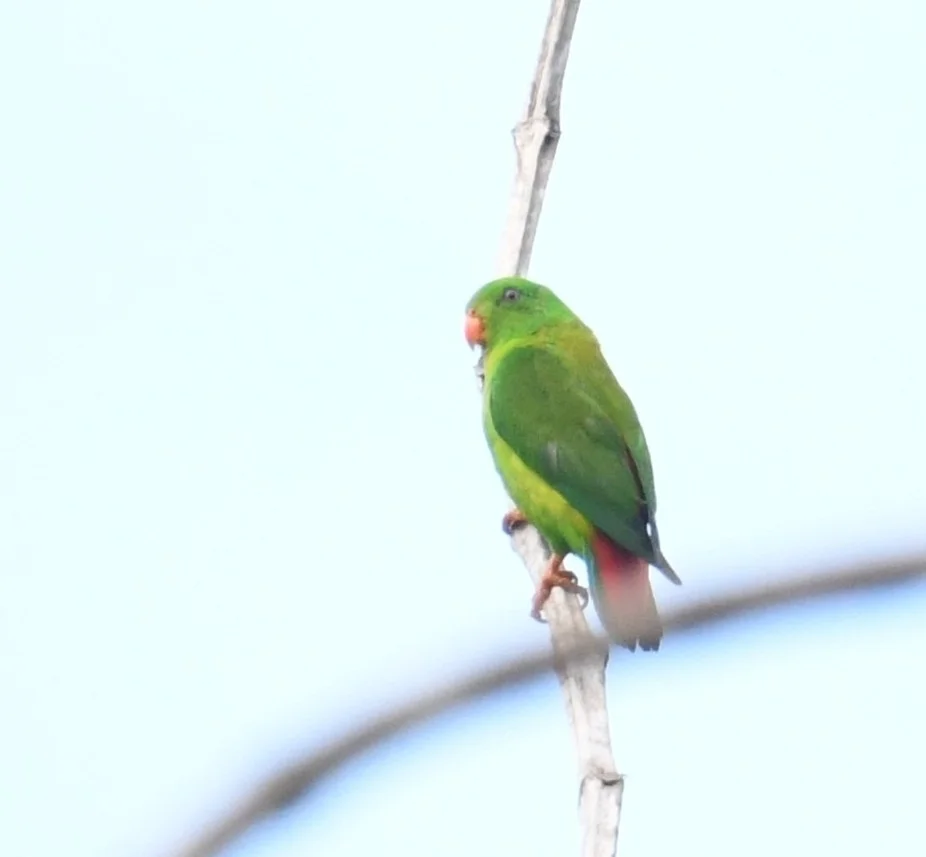 黄喉短尾鹦鹉(Loriculus pusillus)