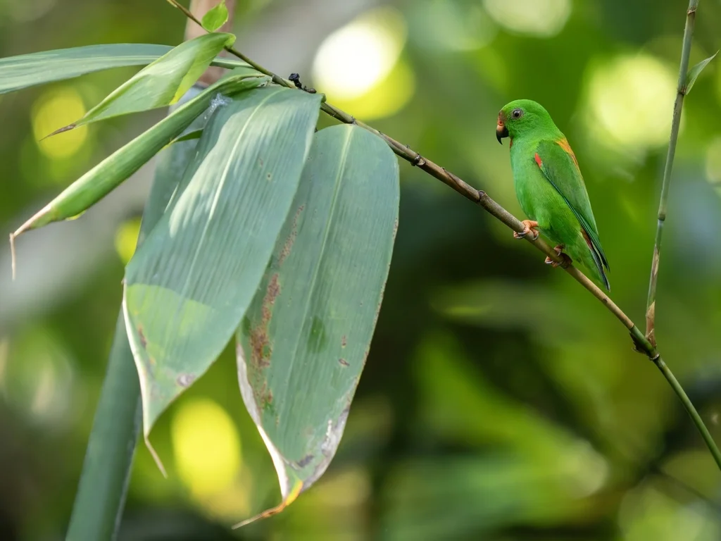 红背短尾鹦鹉(Loriculus sclateri)