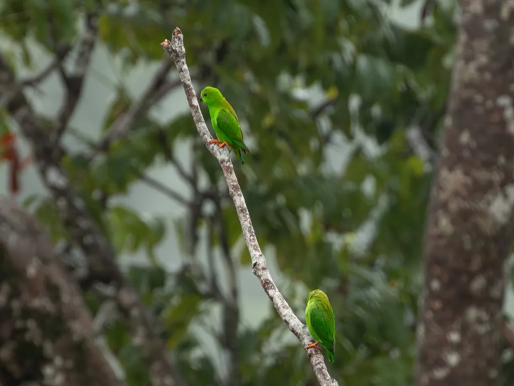 苏拉威西短尾鹦鹉(Loriculus stigmatus)