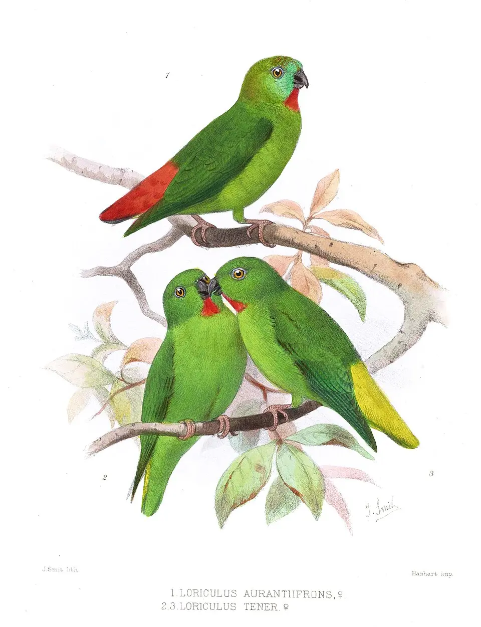绿额短尾鹦鹉(Loriculus tener)