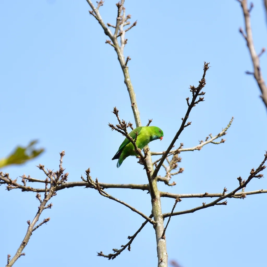 短尾鹦鹉(Loriculus vernalis)