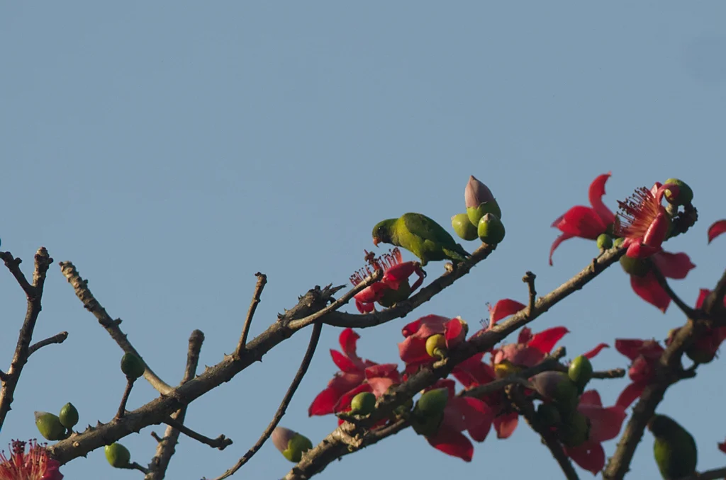 短尾鹦鹉(Loriculus vernalis)
