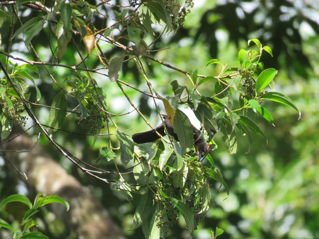 火冠黑唐纳雀(Loriotus cristatus)