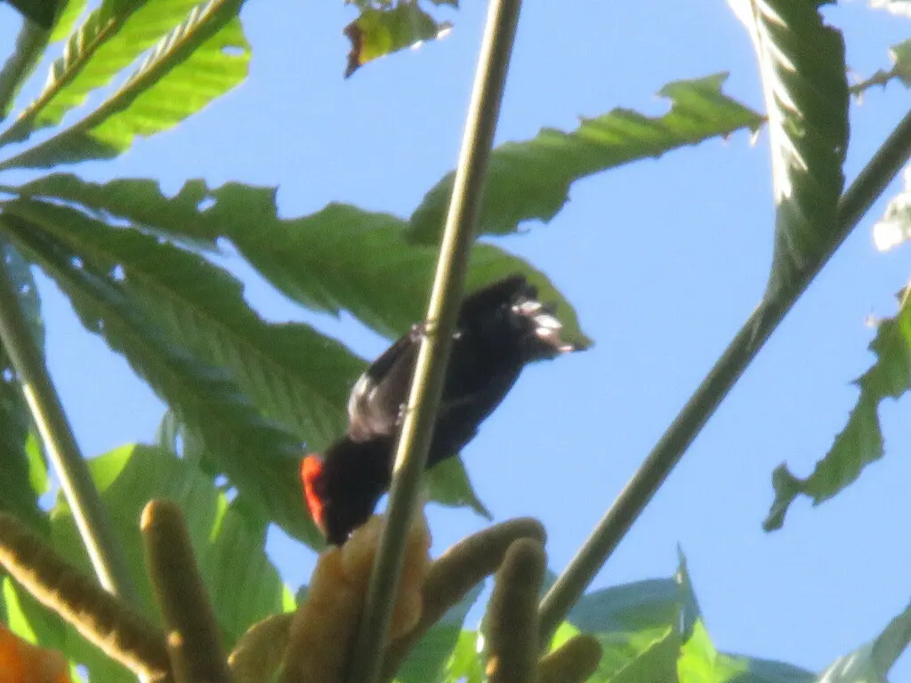 火冠黑唐纳雀(Loriotus cristatus)