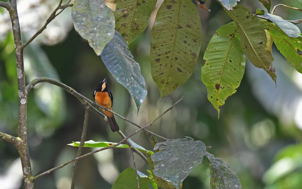 黄顶黑唐纳雀(Loriotus rufiventer)