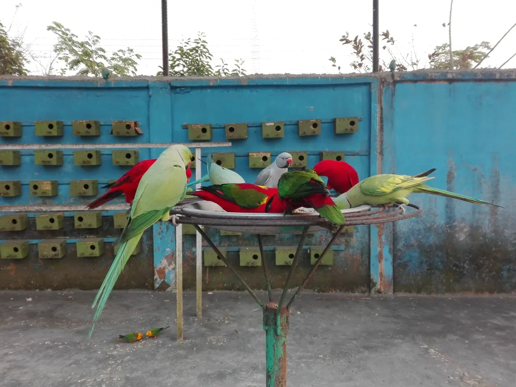 黄领鹦鹉（Lorius chlorocercus）