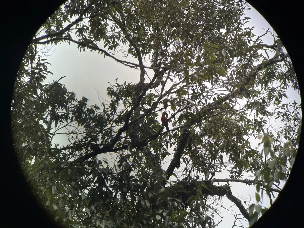 紫枕鹦鹉(Lorius domicella)
