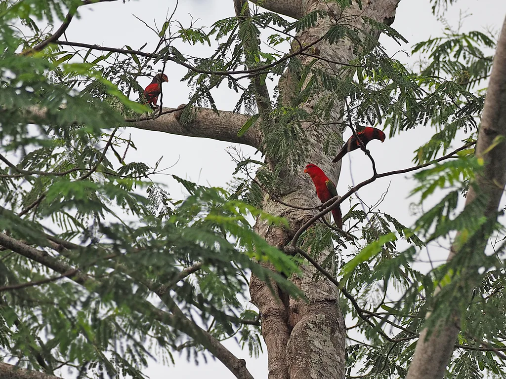 噪鹦鹉(Lorius garrulus)