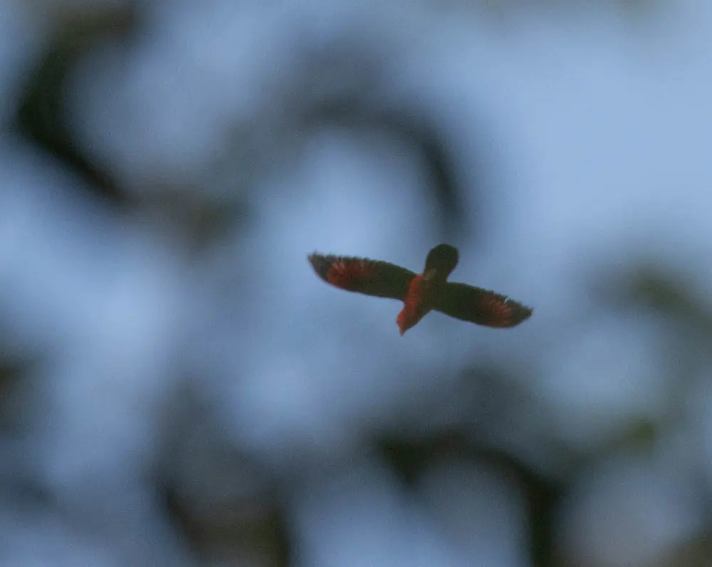 噪鹦鹉(Lorius garrulus)