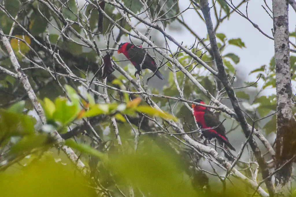 黑顶鹦鹉(Lorius lory)