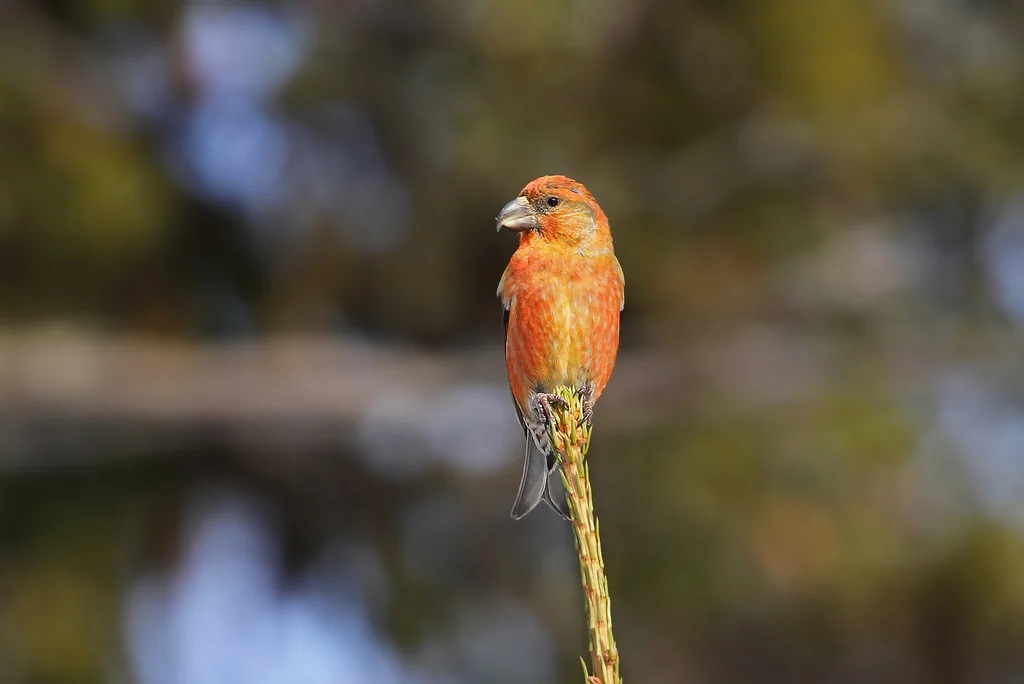 鹦交嘴雀(Loxia pytyopsittacus)