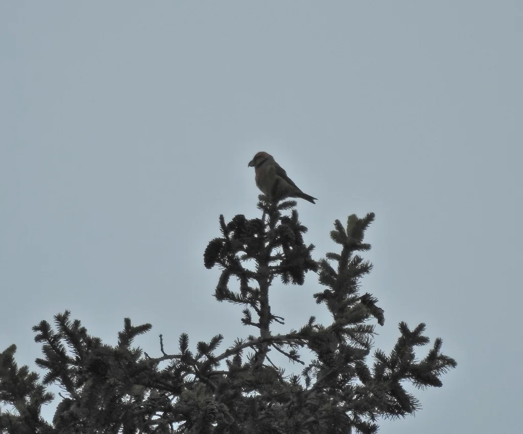 鹦交嘴雀(Loxia pytyopsittacus)