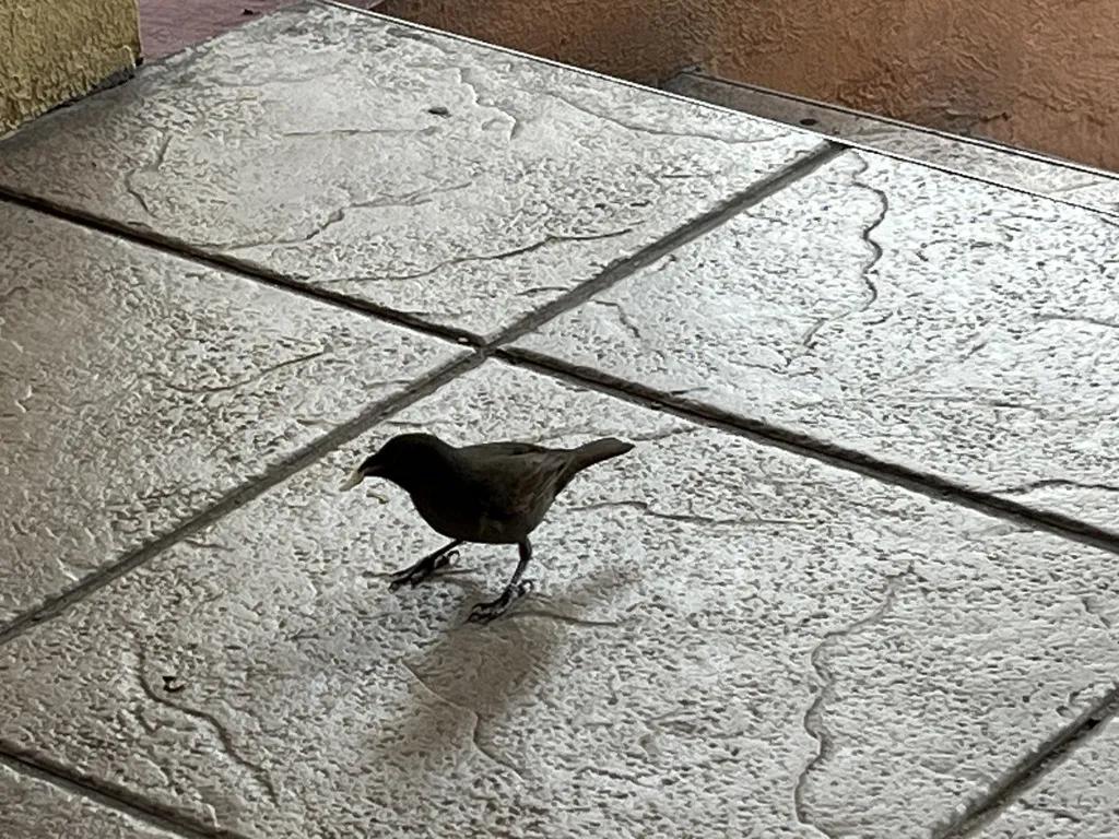 巴巴多斯牛雀（Loxigilla barbadensis）