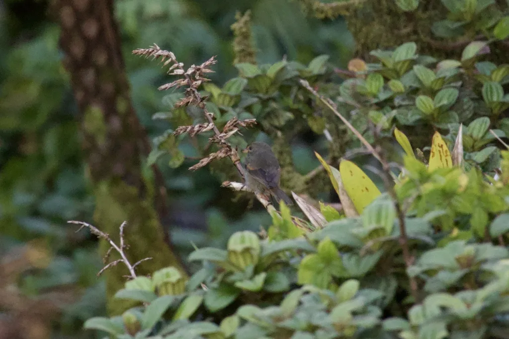 小安德牛雀(Loxigilla noctis)