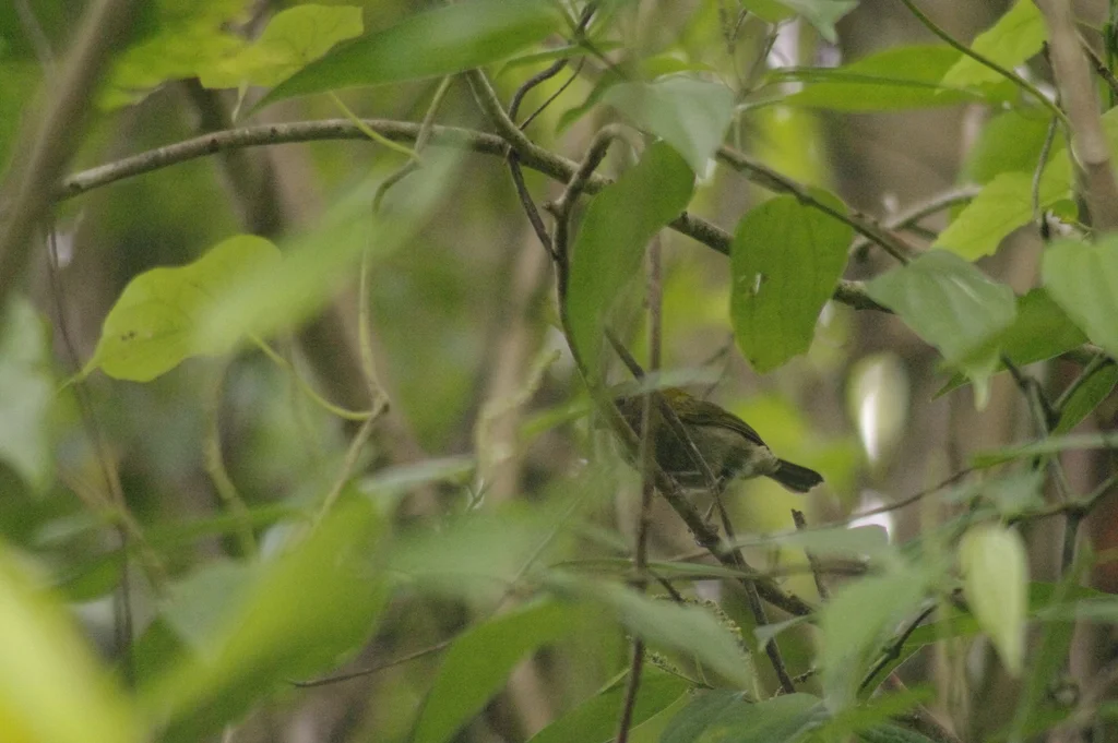 黄肩草雀(Loxipasser anoxanthus)