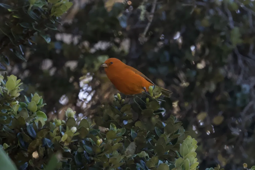 红管舌雀(Loxops coccineus)