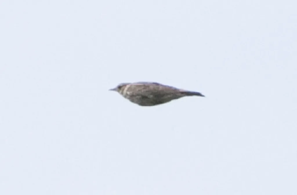 林百灵(Lullula arborea)