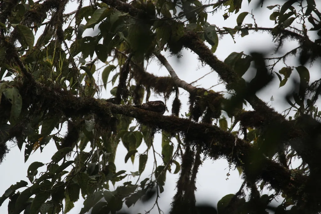棕腹夜鹰(Lurocalis rufiventris)