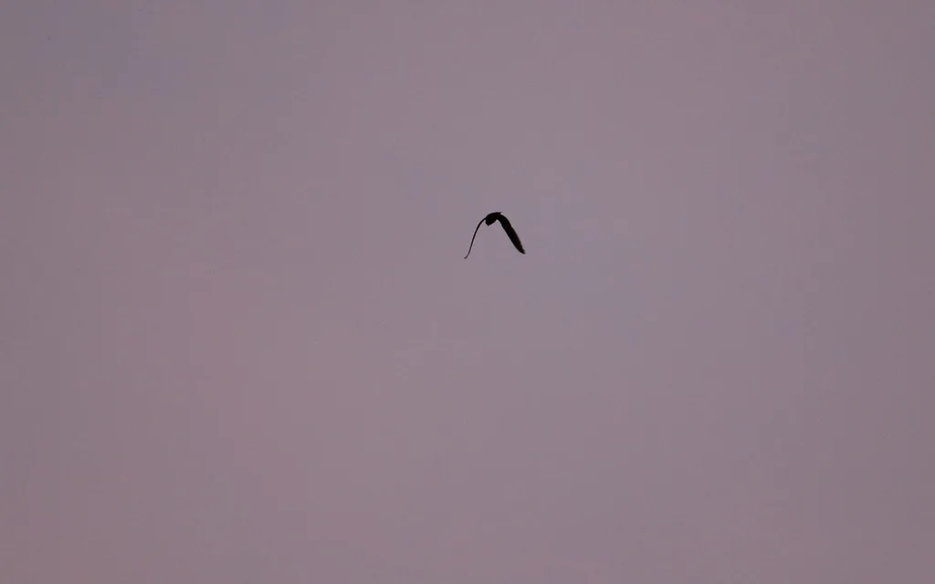 棕腹夜鹰(Lurocalis rufiventris)