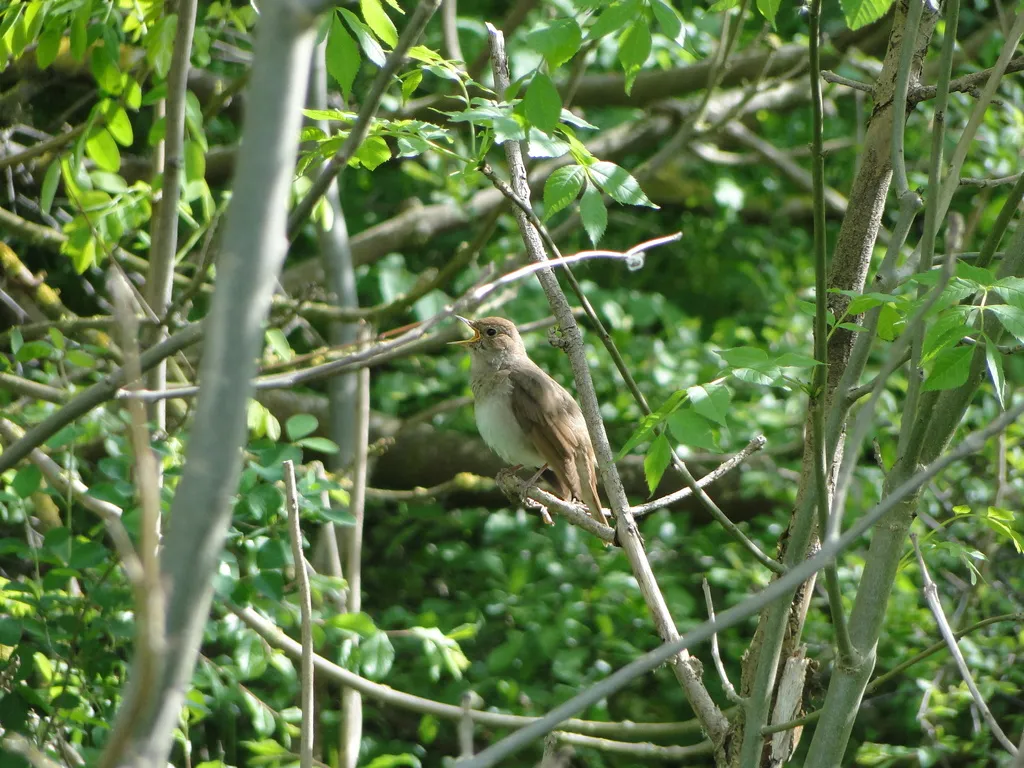 欧歌鸲(Luscinia luscinia)