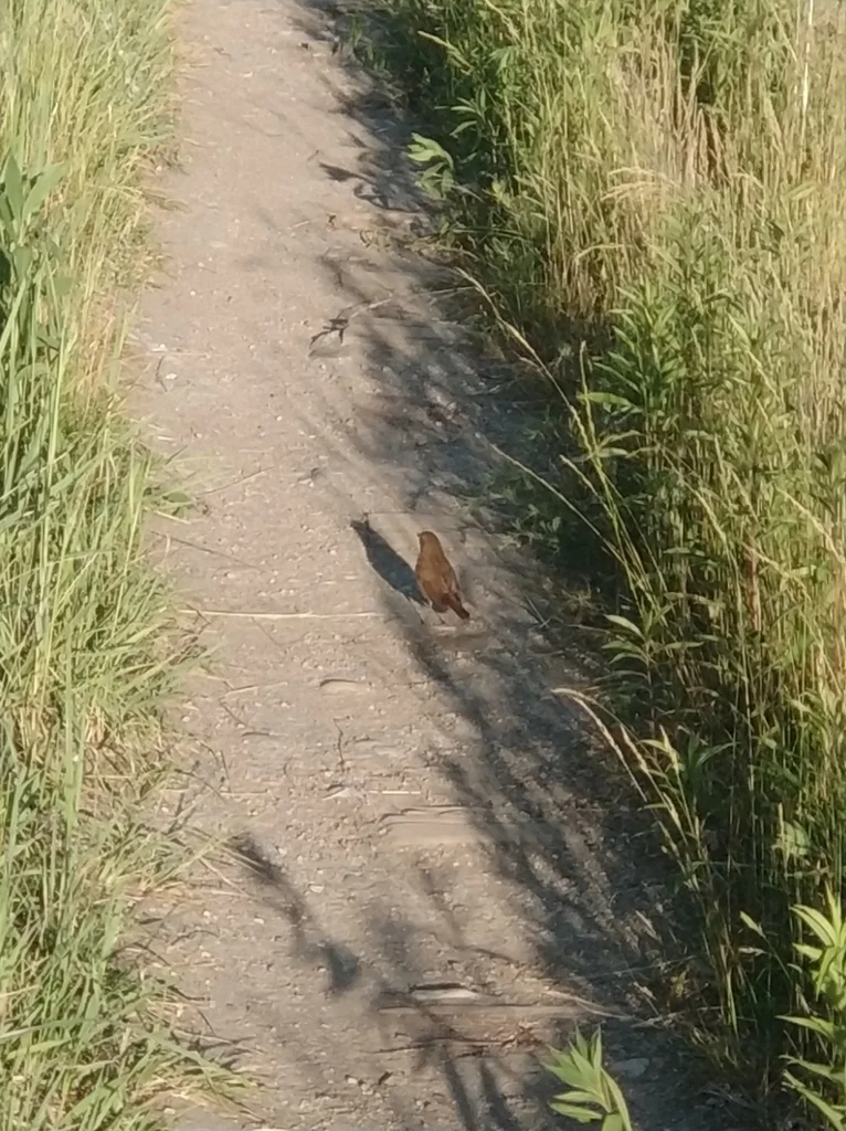 欧歌鸲(Luscinia luscinia)
