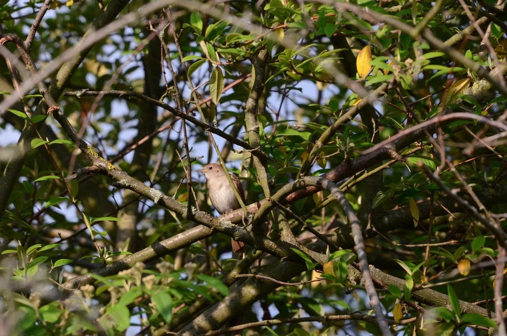 新疆歌鸲(Luscinia megarhynchos)
