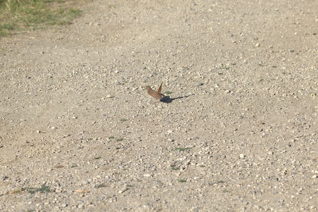 新疆歌鸲(Luscinia megarhynchos)