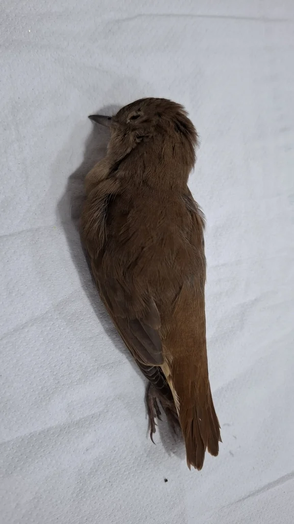 新疆歌鸲(Luscinia megarhynchos)