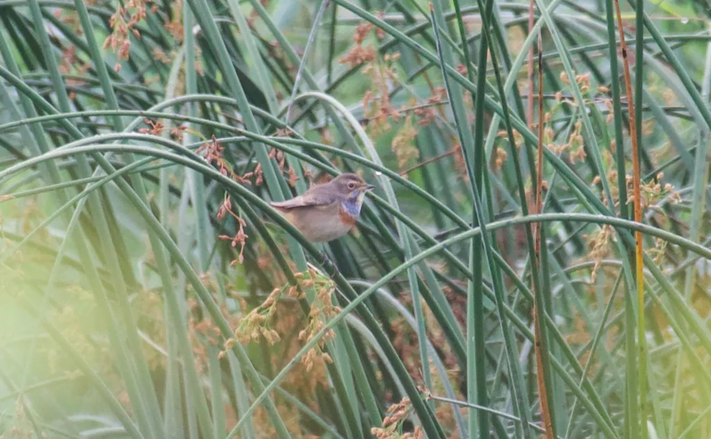 蓝喉歌鸲(Luscinia svecica)