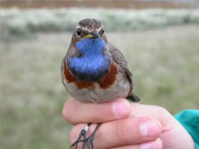 蓝喉歌鸲(Luscinia svecica)