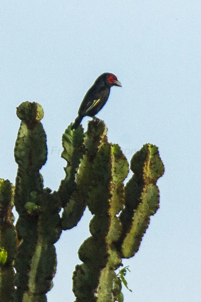 红颊拟啄木鸟(Lybius rubrifacies)